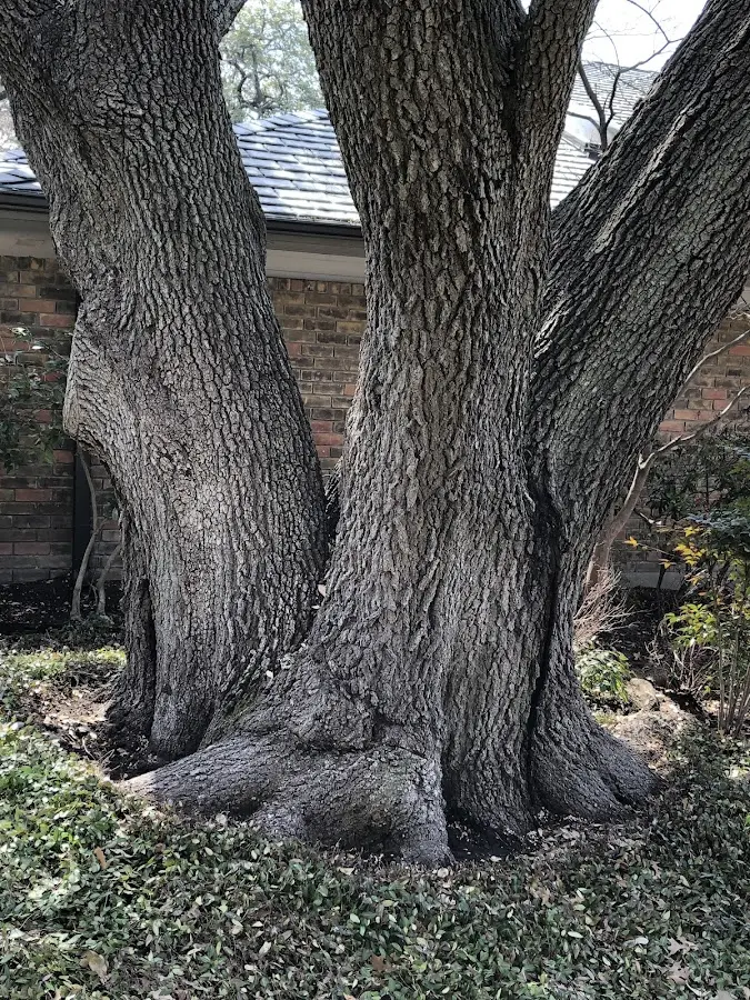 Mature heritage tree close to a Southgate property cared for by certified arborists